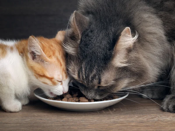 Cats eat cat food