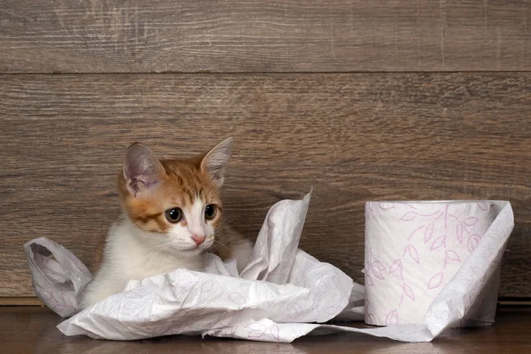 Cat and toilet paper