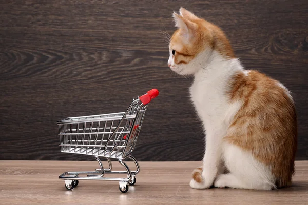 Grocery supermarket trolley and kitten