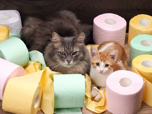 Cats and colored toilet paper