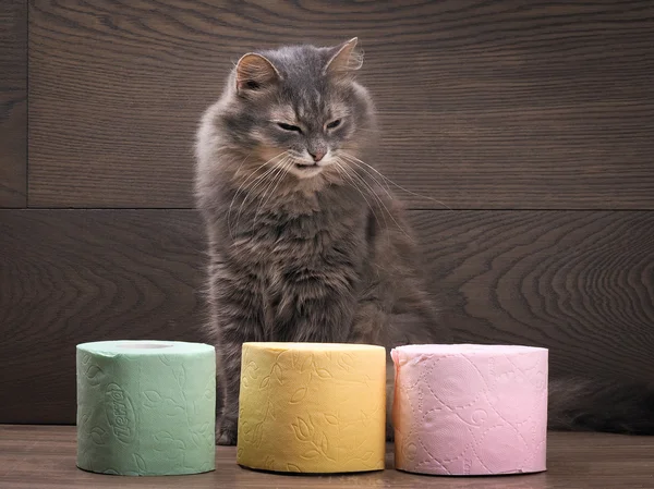 Cat and a lot of colored toilet paper.