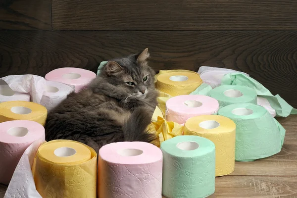 Cat and a lot of toilet paper