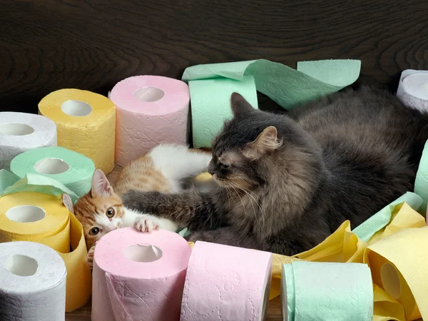 Cats play among colorful rolls of toilet paper