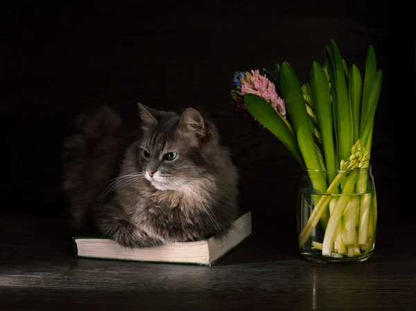 Cat, Book and bouquet of flowers - hyacinths