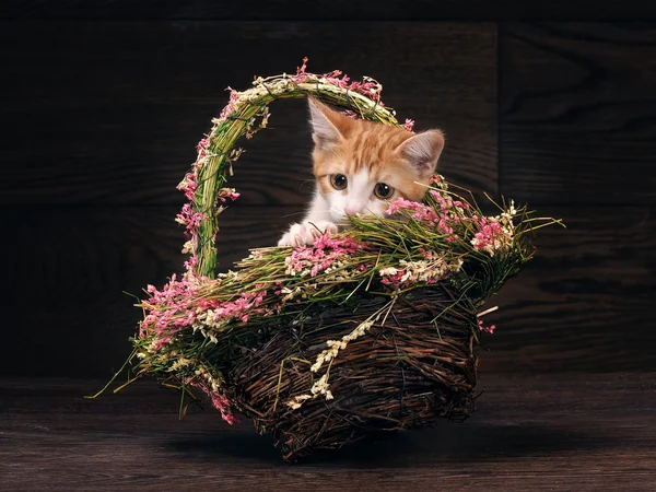 Funny, little kitty in a basket