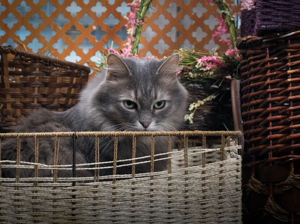 Cat and wicker baskets, boxes
