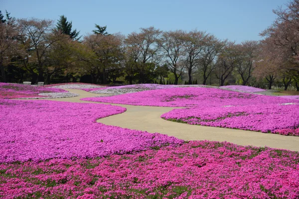 Landscape with pink flowers