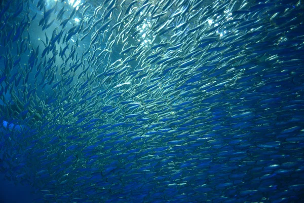 Flock of silver fish