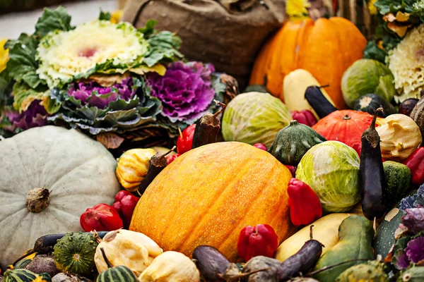 Multicolored autumn season vegetables assortment