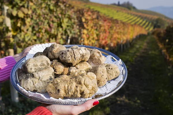 White truffles from Piedmont on the tray in the background hills