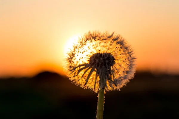 Dandelions in meadow at red sunset