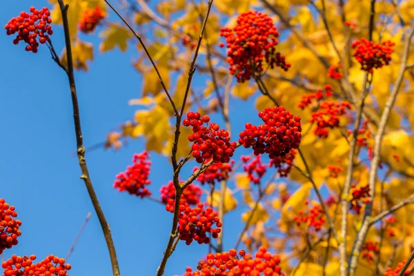 Rowan in autumn
