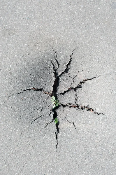 Grass broke through the crack in the pavement. Power of nature