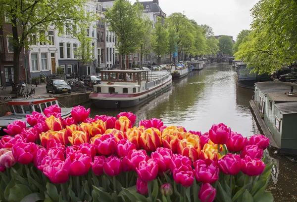 Flowers tulips in Amsterdam