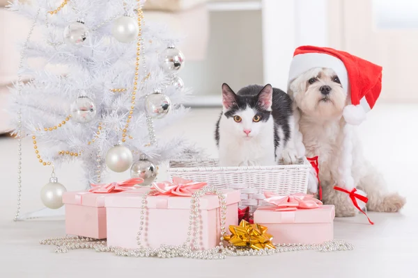 Cat and little dog wearing Santa Claus hat