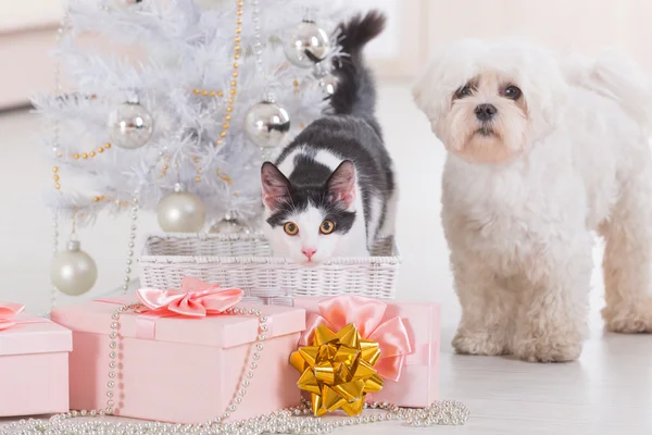 Cat and little dog sitting together near Christmas tree