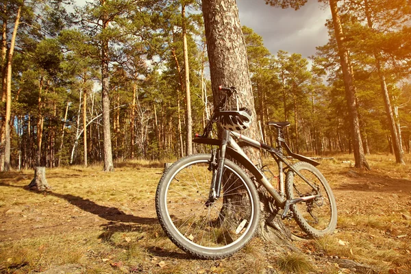 Mountain bike in the nature