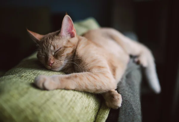 Orange tabby cat sleeping on a couch at home