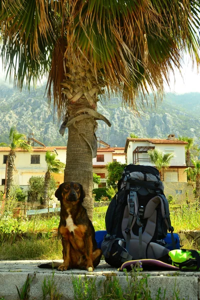 Dog guarding the backpack.