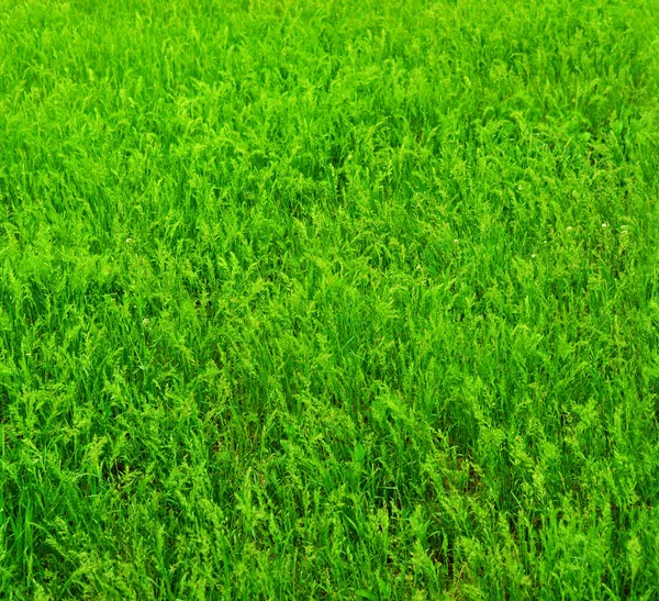 Bright green grass.