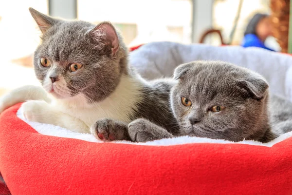 British couple Fold kittens in a basket