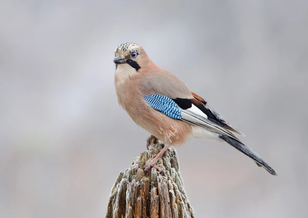 Eurasian Jay (Garrulus glandarius)