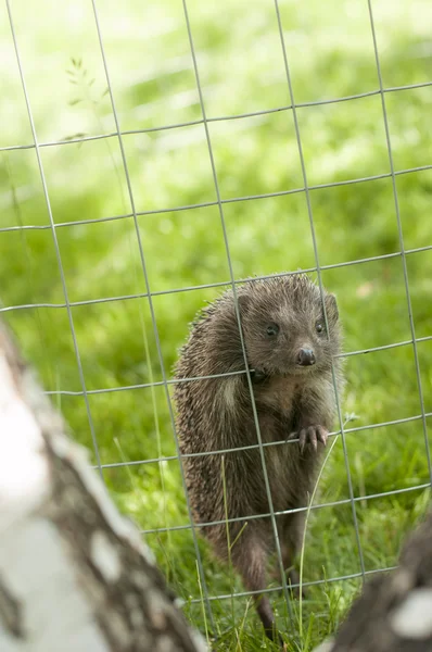 Hedgehog behind the fence