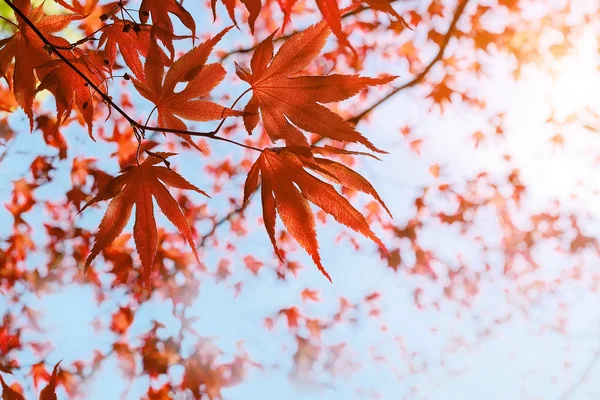 Red Japanese Maple leaves