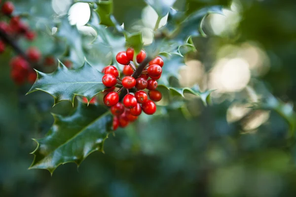 Holly tree