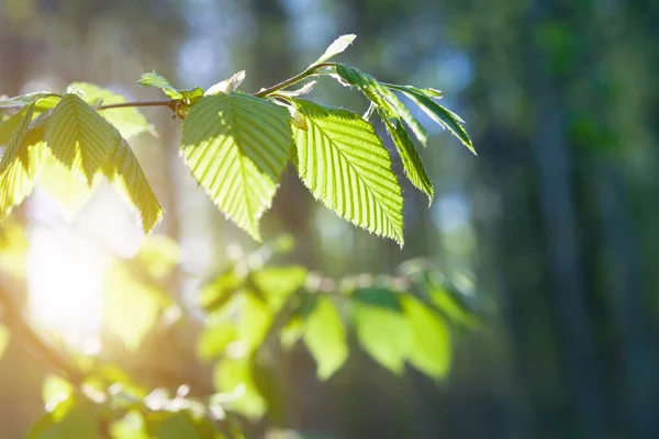 Green leaves on the green backgrounds