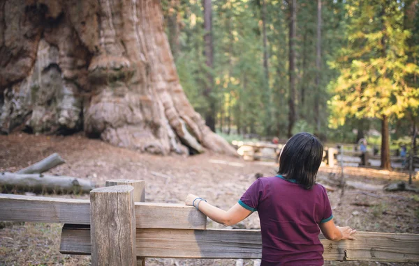 Sequoia vs Man. Giant Sequoias Forest and the Tourist Looking at
