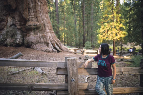 Sequoia vs Man. Giant Sequoias Forest and the Tourist Looking at