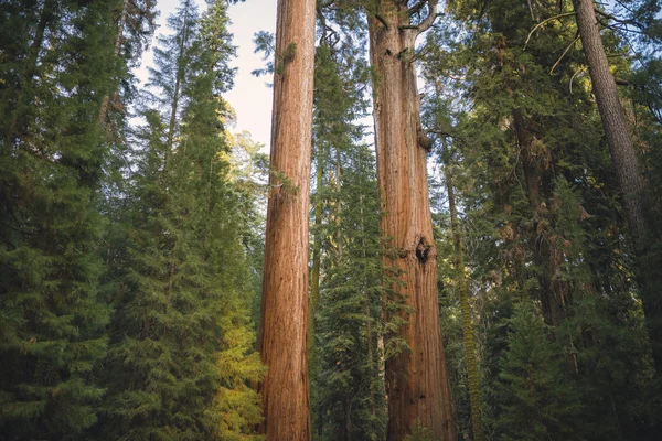 Giant tree closeup in Sequoia National Park