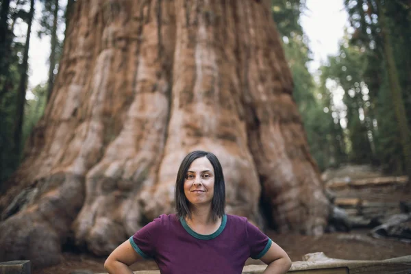 Sequoia vs Man. Giant Sequoias Forest and the Tourist Looking at