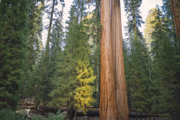 Giant tree closeup in Sequoia National Park