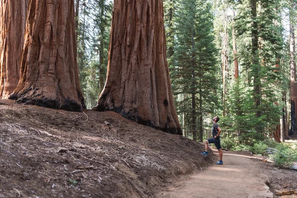 Sequoia vs Man. Giant Sequoias Forest and the Tourist with Backp