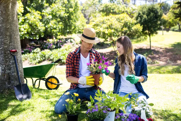 Couple gardening in park