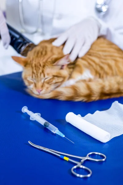 Close up on a vet shaving a cat and some operation tools