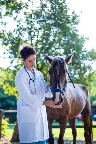 Woman vet examining a horse