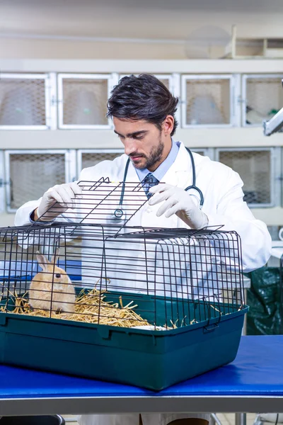 Vet opening the cage of a rabbit