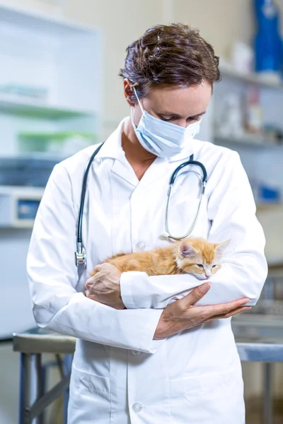 Woman vet holding and looking a cute kitten in her arms