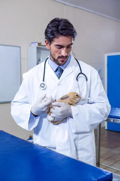 A vet holding a rabbit and preparing an injection