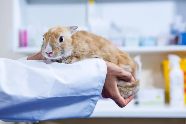 A rabbit being hold by a vet