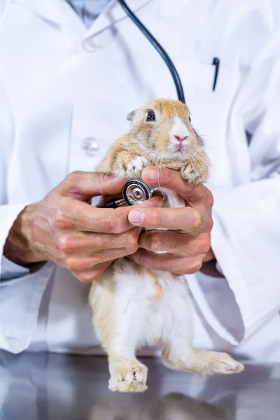 Close up on a rabbit examined by vet