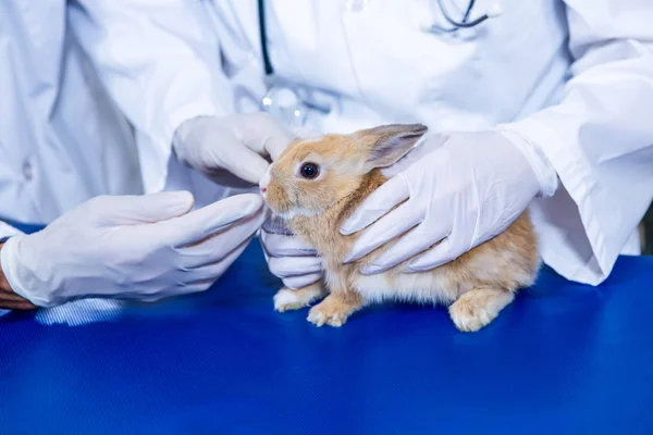 A rabbit in a vet office receiving care