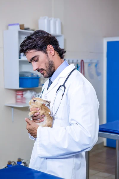 A vet holding and looking at a rabbit