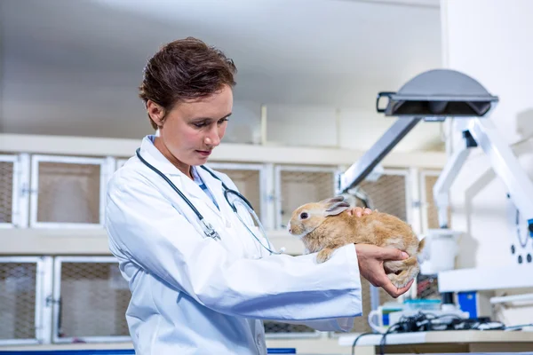 A vet woman is looking at a rabbit