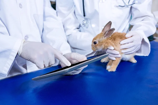 Two vet taking notes and taking care of a rabbit