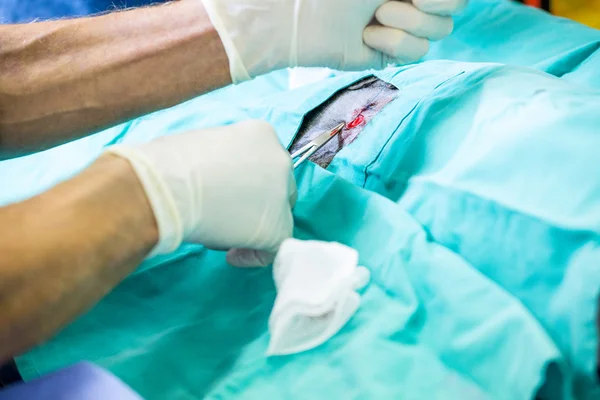 Close up of man vet operating on animal