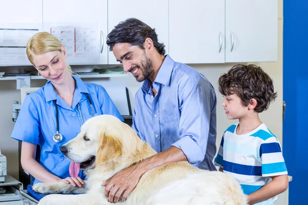 Woman vet and dogs owners looking the dog